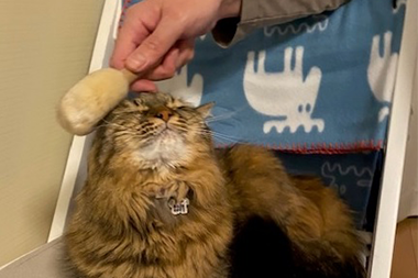 半世紀のキャリアを持つたわし職人がつくっています。愛用者からは「毎日使用し、猫を一日10分以上撫でています。相当気持ちがよいみたいで、猫にせがまれています。もし撫でないと、そのときは寝る前に抗議の声明を発声されます」との声も。